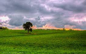 green landscape of august busch memorial conservation center